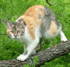 cat23_lg