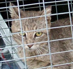 cat24