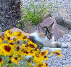 cat27