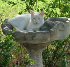 cat29