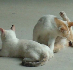 cat3