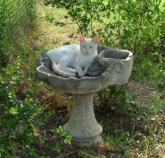 cat30