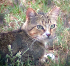 cat31