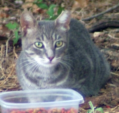 cat32