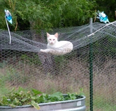 cat33