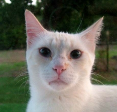 cat34