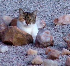 cat35