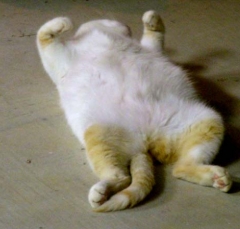 cat36