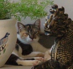 cat37