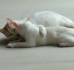cat4