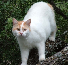 cat40_lg