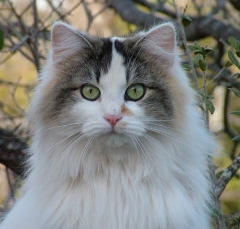cat41_lg