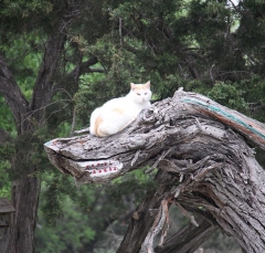 cat4400