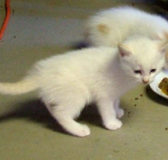 cat8