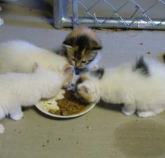 cat9