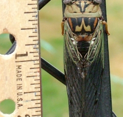 cicada1_lg