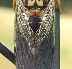cicada2_lg