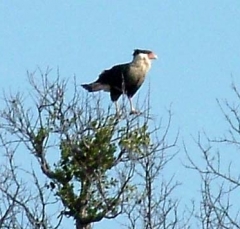 Caracara