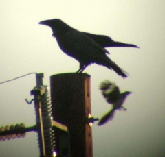 crow1