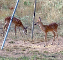 DSCF4909deer53