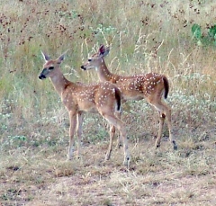 DSCF4918deer54