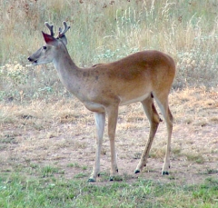 DSCF4919deer55