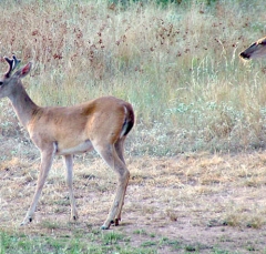 DSCF4927deer56
