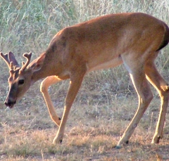 DSCF4930deer57