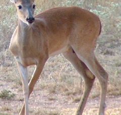 DSCF4936deer58