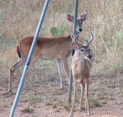 DSCF5008deer59