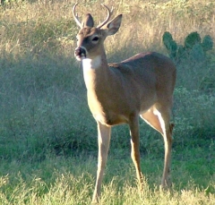 DSCF5181deer62