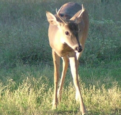 DSCF5182deer60