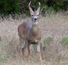 DSCF5188deer61