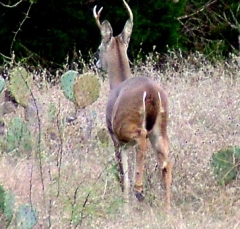 DSCF5192deer63