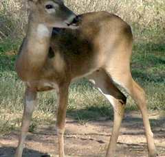 DSCF5213deer64