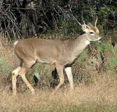 DSCF5219deer65