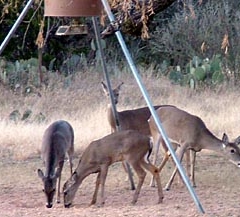 DSCF5247deer66