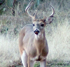 DSCF5269deer67