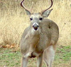 DSCF5299deer68