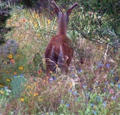 DSCF5458deer69