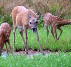 DSCF5479deer71