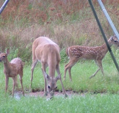DSCF5480deer70