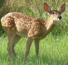 DSCF5482deer72