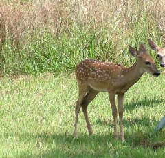 DSCF5506deer73