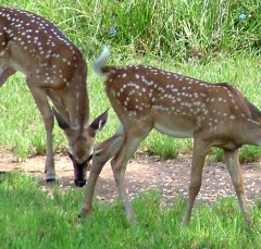 DSCF5514deer74