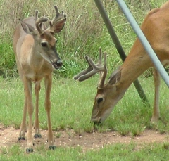 DSCF5524deer75