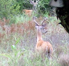 DSCF5525deer77