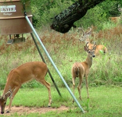 DSCF5527deer76