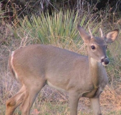 DSCF5633deer78