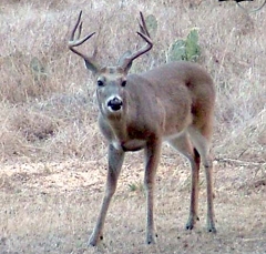 DSCF5635deer79